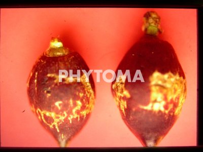 Frankliniella occidentalis